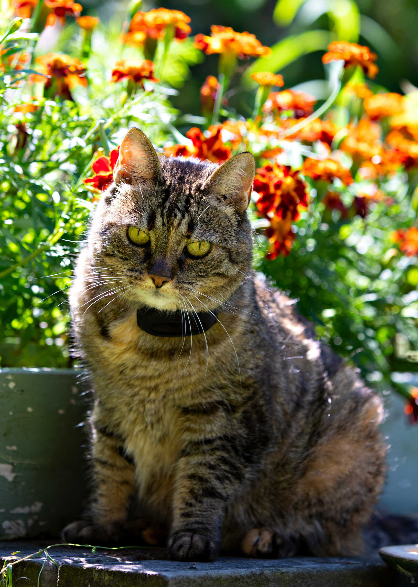 Katt GPS för 3 katter