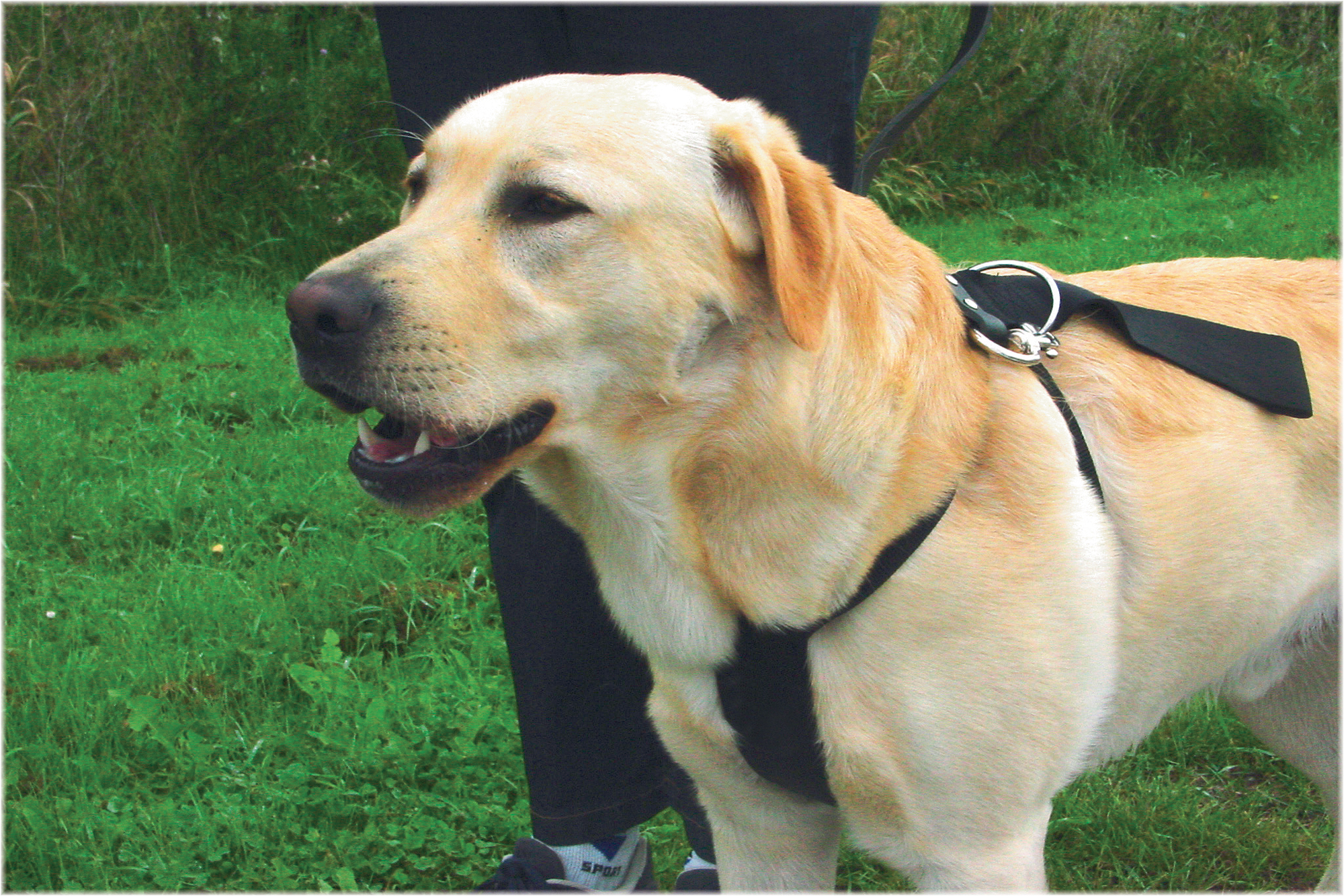 Bilsele svart Large Beeztees