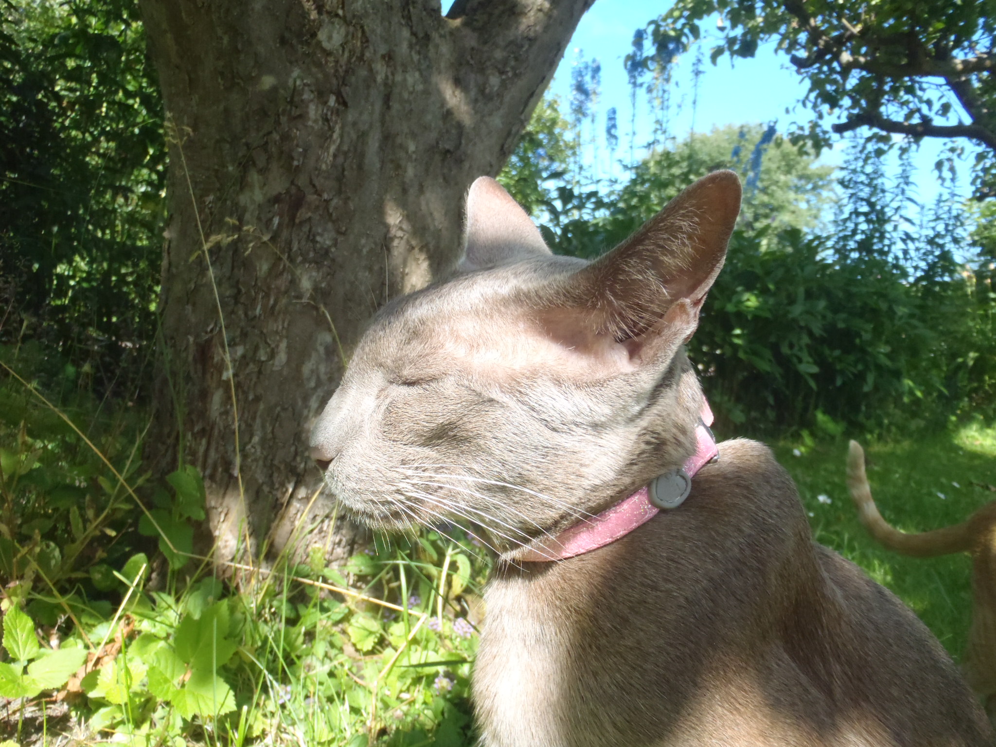 Katthalsband för ungkatt Sparkling olika färger - 4