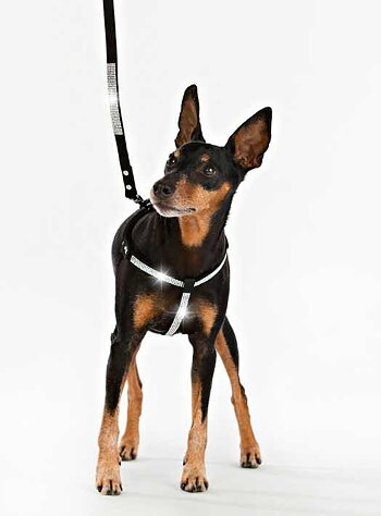 Hundsele Strass Svart strl S