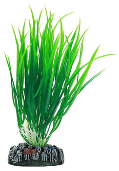Plastväxt Cyperus Hobby