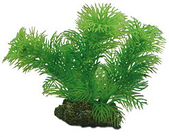 Plastväxt Egeria Hobby