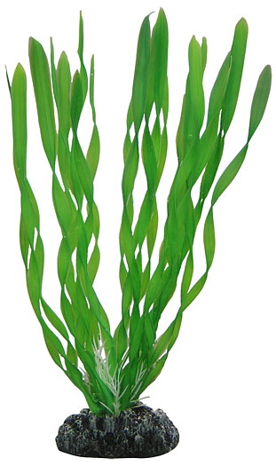 Plastväxt Vallisneria Hobby
