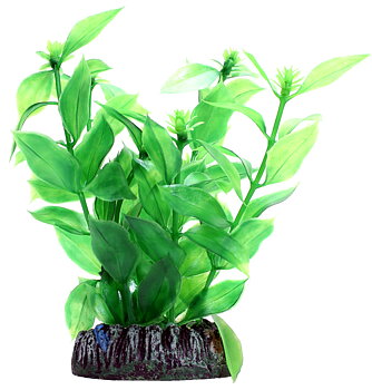 Plastväxt Hygrophila Hobby