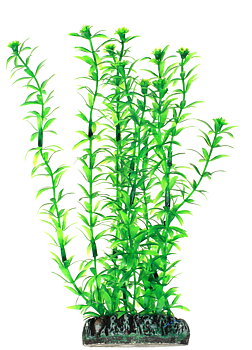 Plastväxt Lagarosiphon Hobby