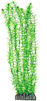Plastväxt Lagarosiphon Hobby