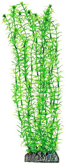 Plastväxt Lagarosiphon Hobby