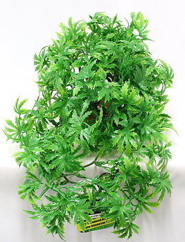 Plastväxt Florida Vivarium Sydeco