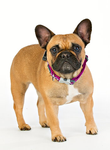 Hundhalsband Lila med vita prickar