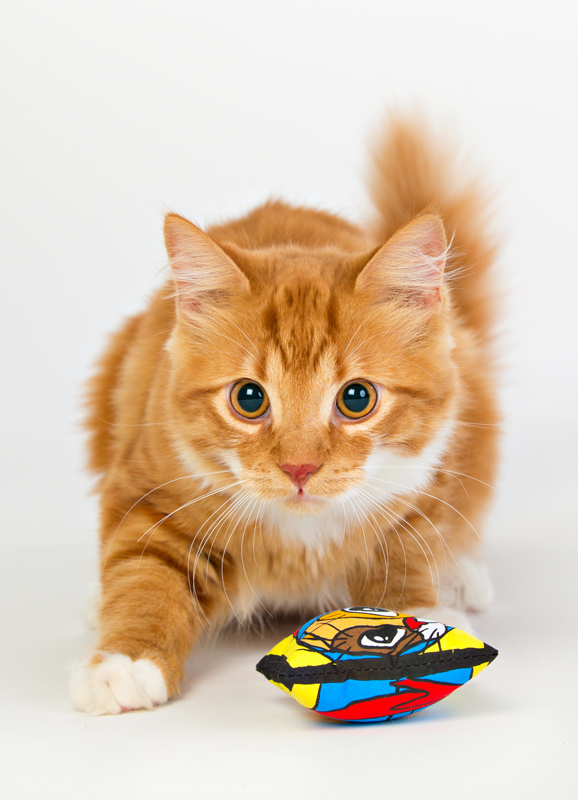 Kattmynta kudde från SmartCat - 10