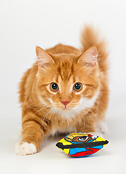 Kattmynta kudde från SmartCat