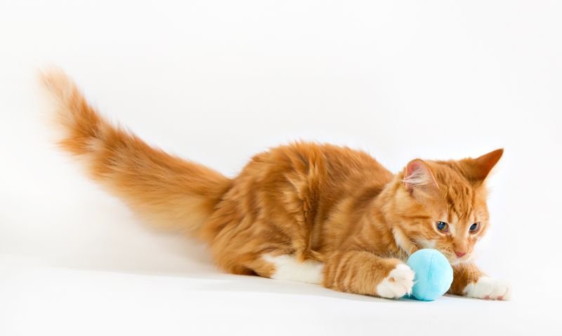 Kattmynta kudde från SmartCat - 13