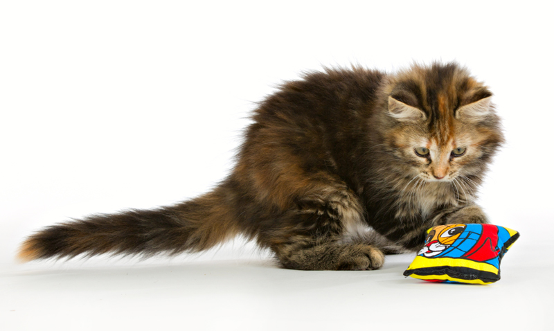 Kattmynta kudde från SmartCat - 11