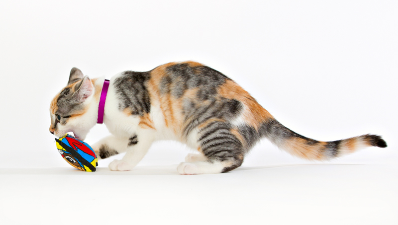 Kattmynta kudde från SmartCat - 6