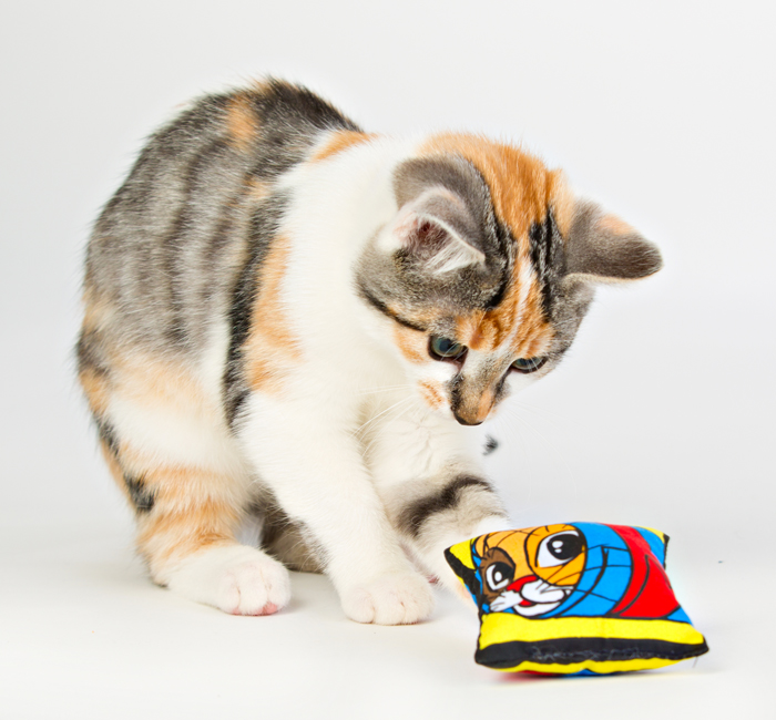 Kattmynta kudde från SmartCat - 5