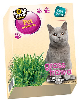 Kattgräs i låda Lolopets