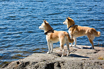  Hundhalsband Cosmos Svart från Red Dingo