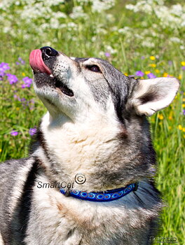 Hundhalsband Cosmos Blå från Red Dingo