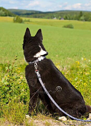 Hundkoppel Svart med cosmosmönster från Red Dingo
