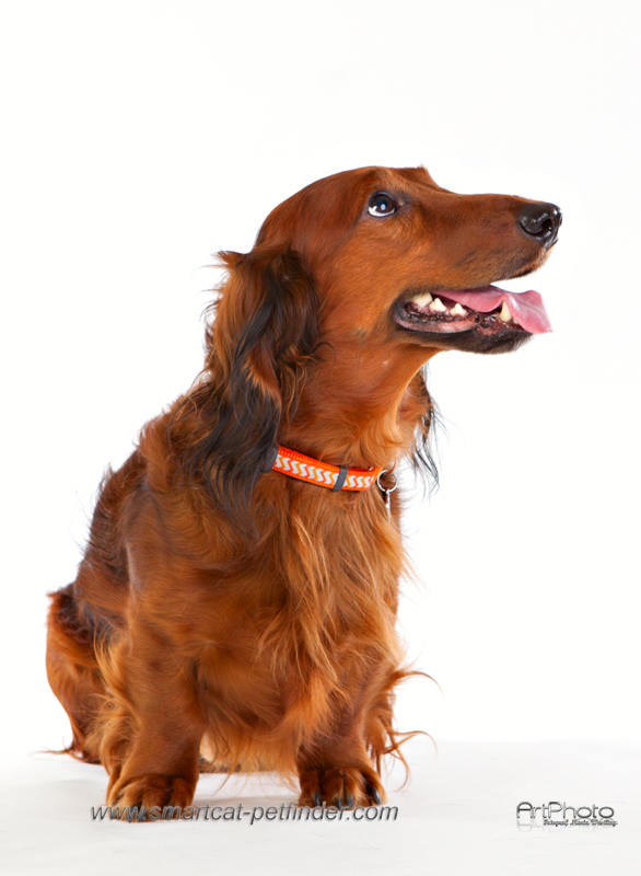 Hundhalsband Halvstryp Reflex Röd från Red Dingo - 10