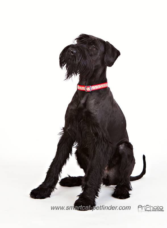Hundhalsband Halvstryp Reflex Röd från Red Dingo - 2