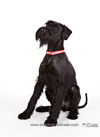 Hundhalsband Halvstryp Reflex Röd från Red Dingo
