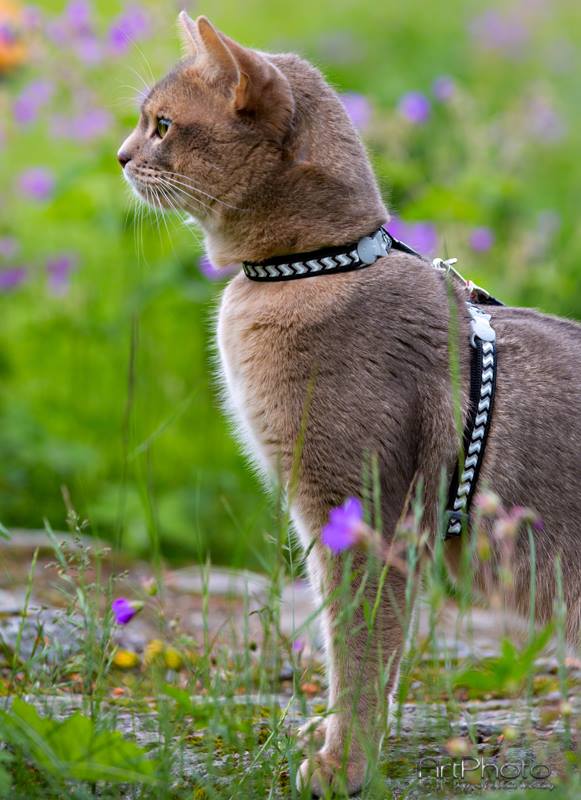 Kattsele Reflex Svart Ziggy från Red Dingo - 7