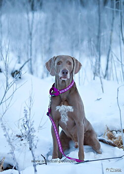 Halvstryp Reflex Lila från Red Dingo