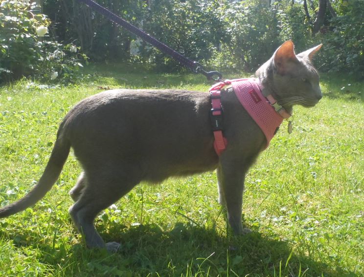 Softsele till Hund - Basic - 19