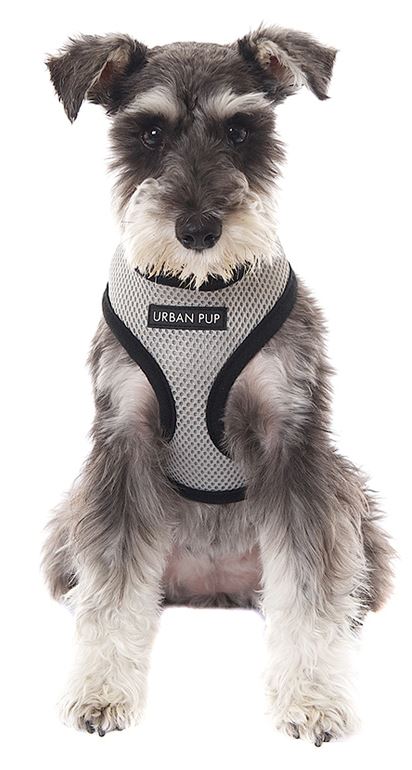 Softsele till Hund - Basic - 6