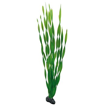 Plastväxt Vallisneria Hobby