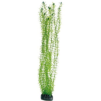 Plastväxt Lagarosiphon Hobby