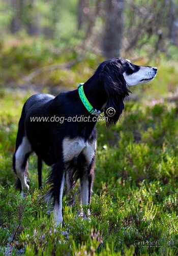 Hundhalsband Halvstryp Lime med turkos stjätnor från Red Dingo