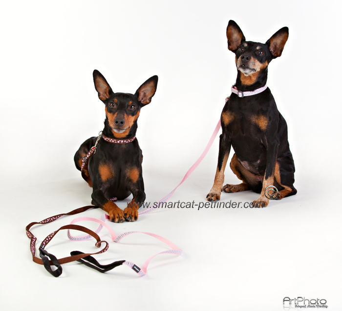 Hundhalsband Ziggy Reflex Ljus Rosa från Red Dingo - 2