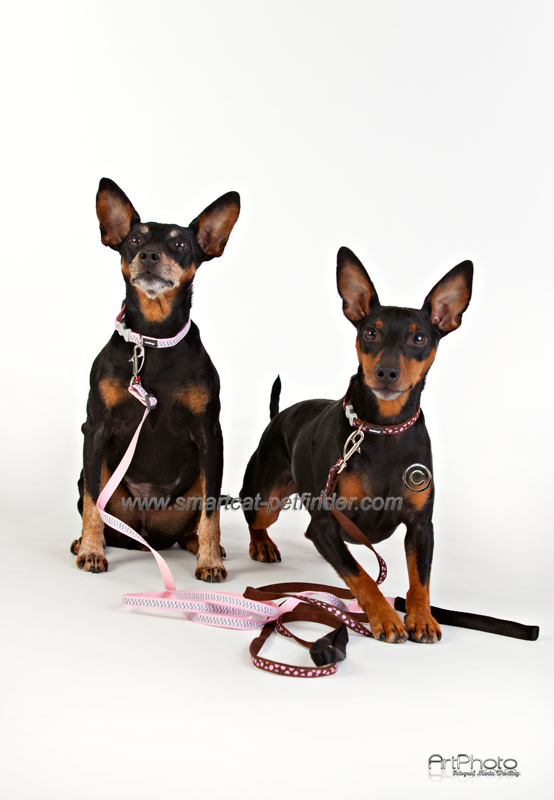 Hundhalsband Ziggy Reflex Ljus Rosa från Red Dingo - 3