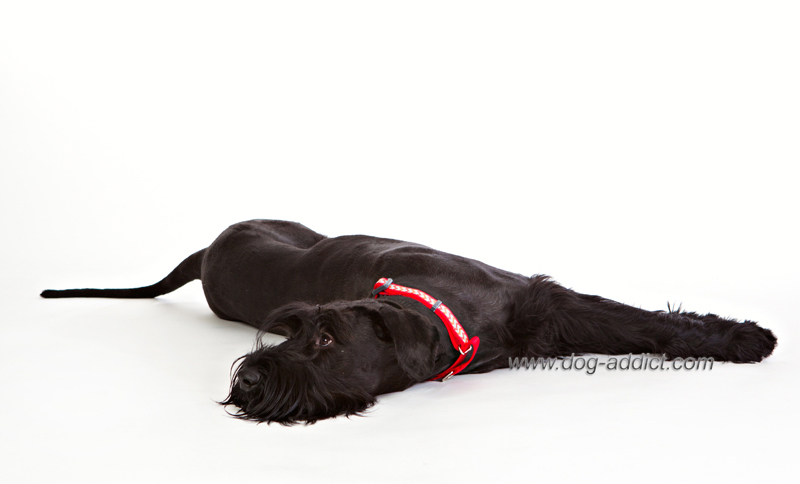 Hundhalsband Reflex Röd från Red Dingo - 3
