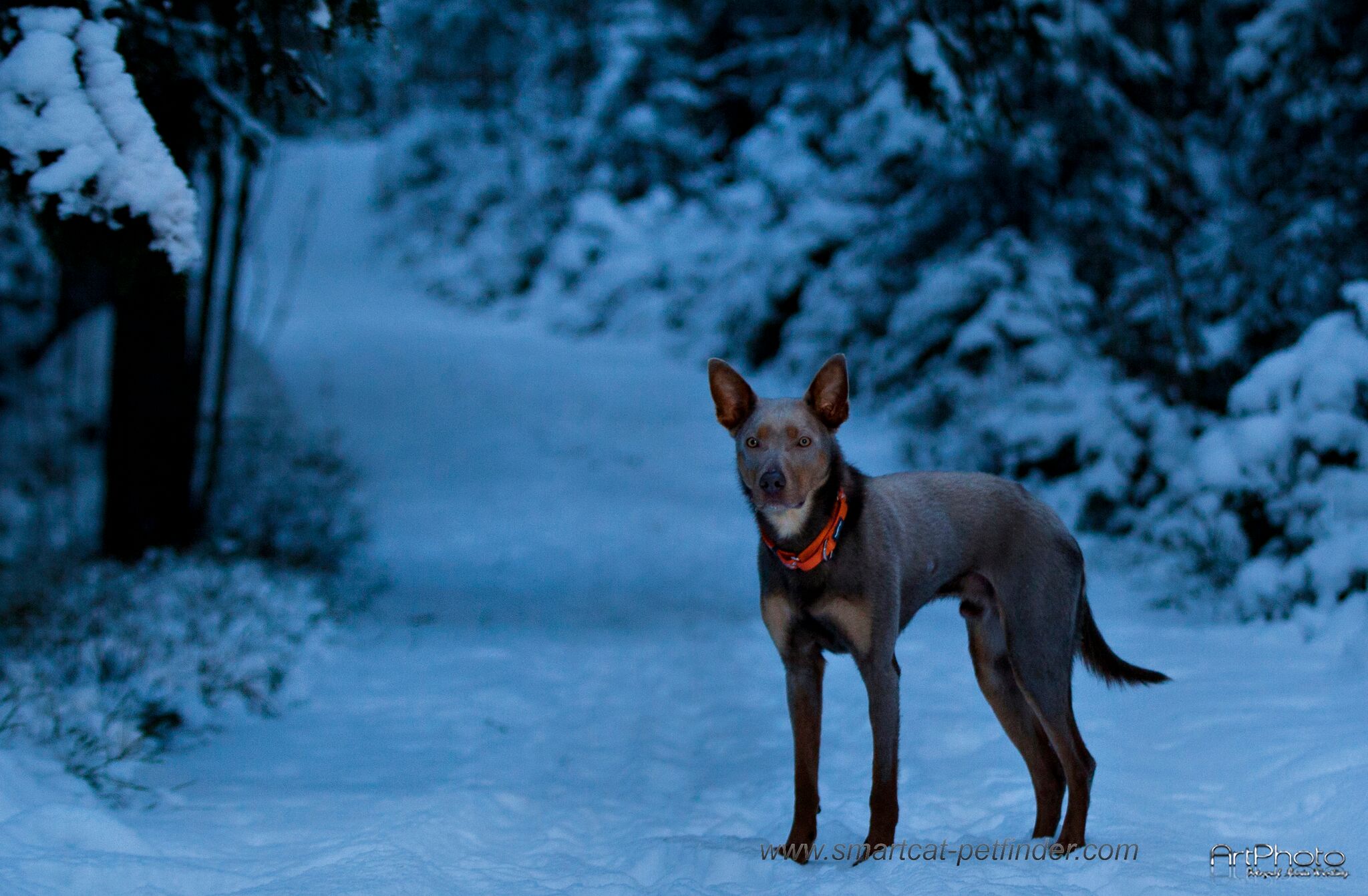 Hundhalsband Reflex Röd från Red Dingo - 9