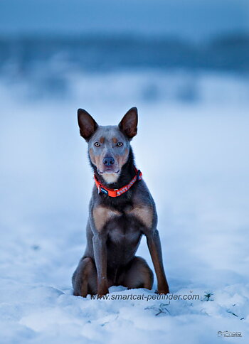Hundhalsband Reflex Röd från Red Dingo