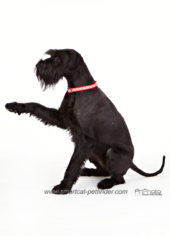 Hundhalsband Reflex Röd från Red Dingo - 5