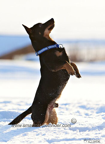Hundhalsband Reflex Marinblå från Red Dingo