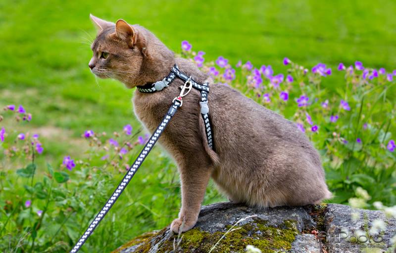 Kattsele Reflex Svart med ziggymönster Red Dingo 