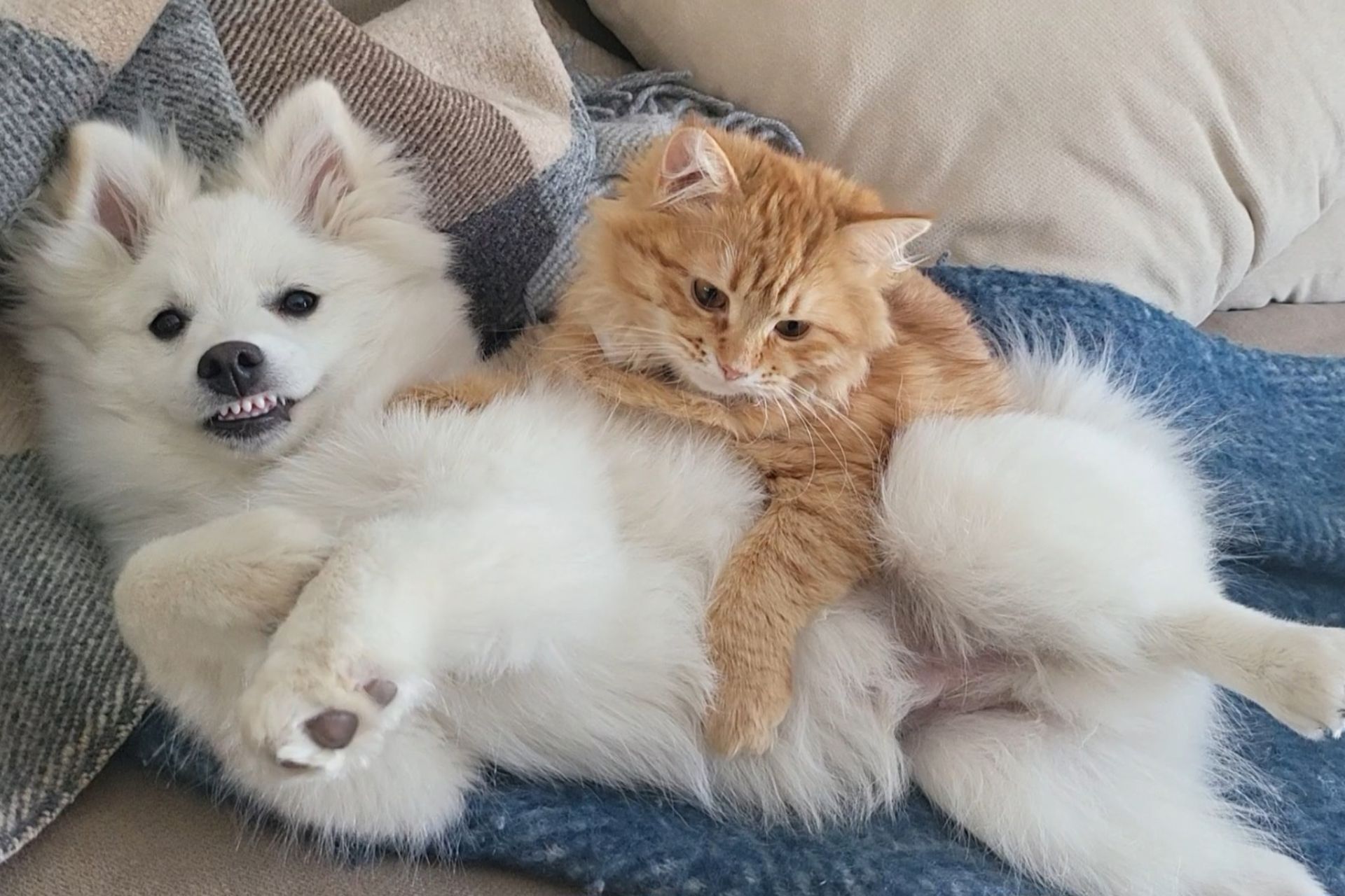 katt och hund tillsammans Sibirisk katt är hundlik