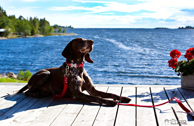 Sommar kampanj Red Dingo 30% rabatt för Katt o Hund Red Dingos koppel, halsband ochh sele till hund och katt 
