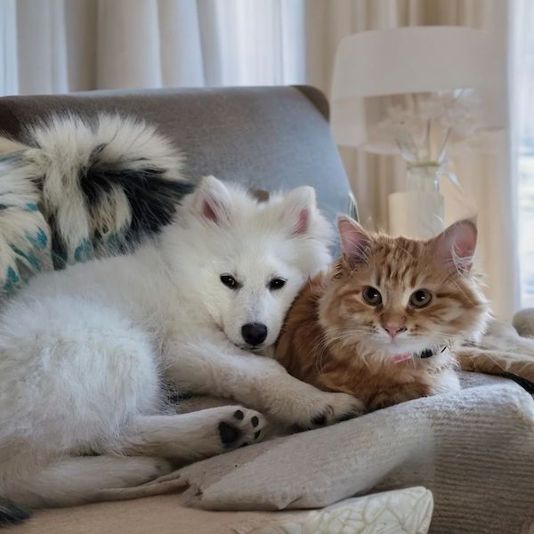 Sibirisk katt rödhårig tillsammans med en vit hund. 