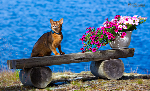 Katt som myser i solen vid vattnet