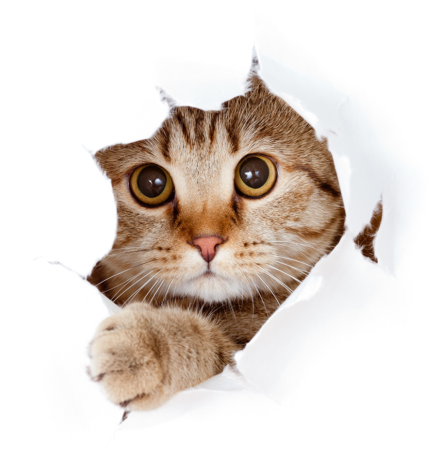 Välkomna till Katt avdelningen 