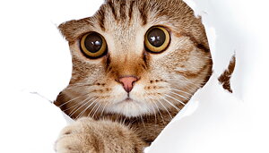 Välkomna till Katt avdelningen