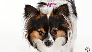 Välkomna till Hund avdelningen