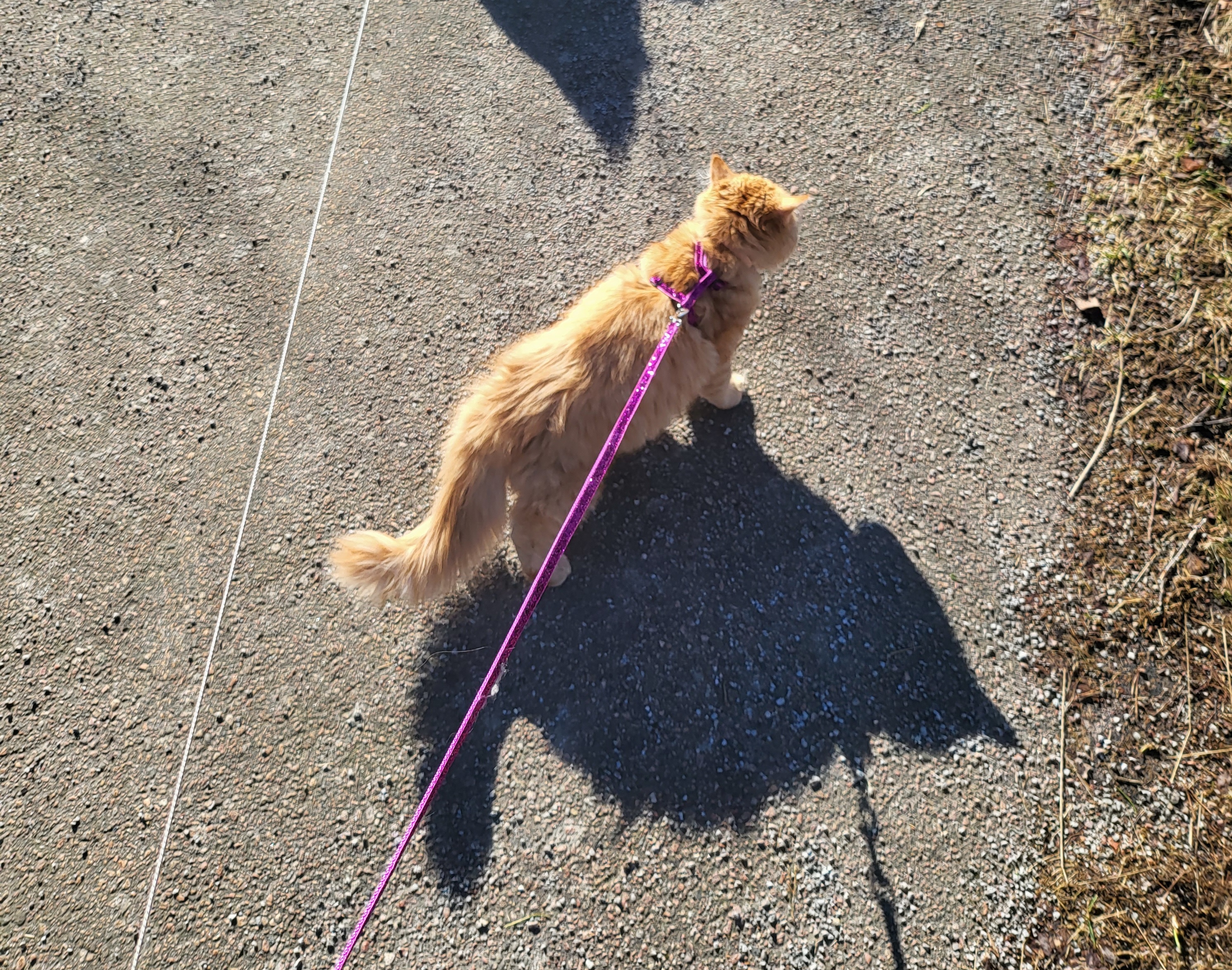 Kattsele Lila med H-sele modell