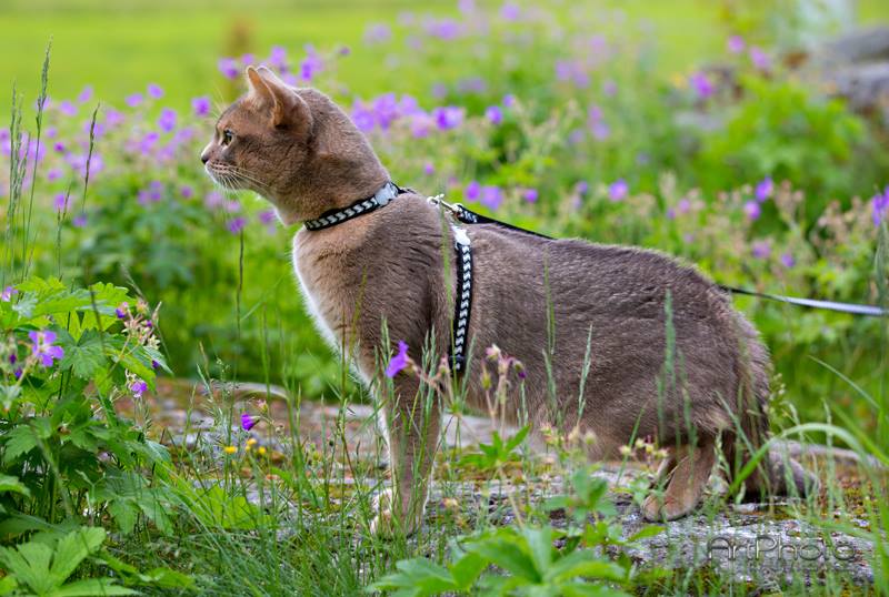 Kattsele reflex svart från Red Dingo
